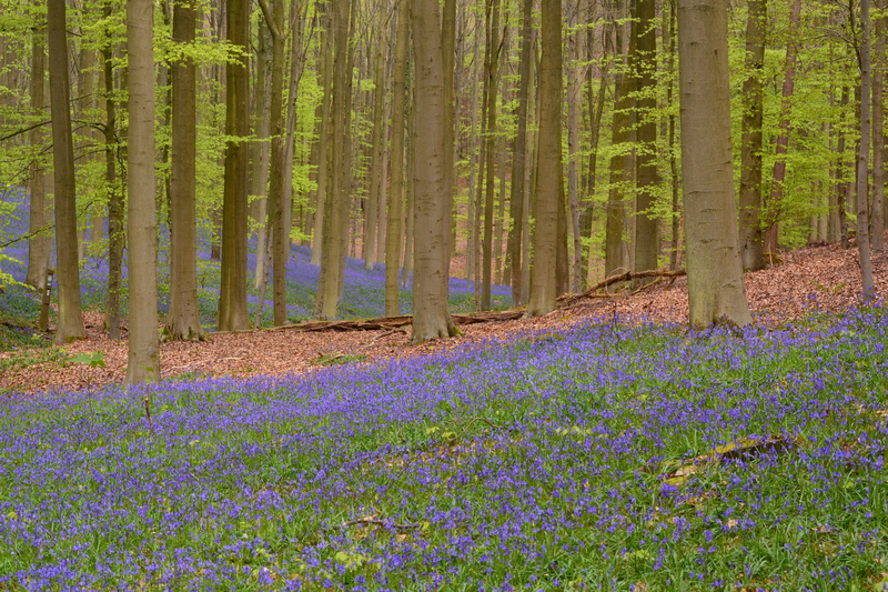 day, plant, wildflower, woodland, landscape, Bluebell, green Color, tree, land, tranquility, 5K, growth, Hallerbos, outdoors, springtime, nature, color Image