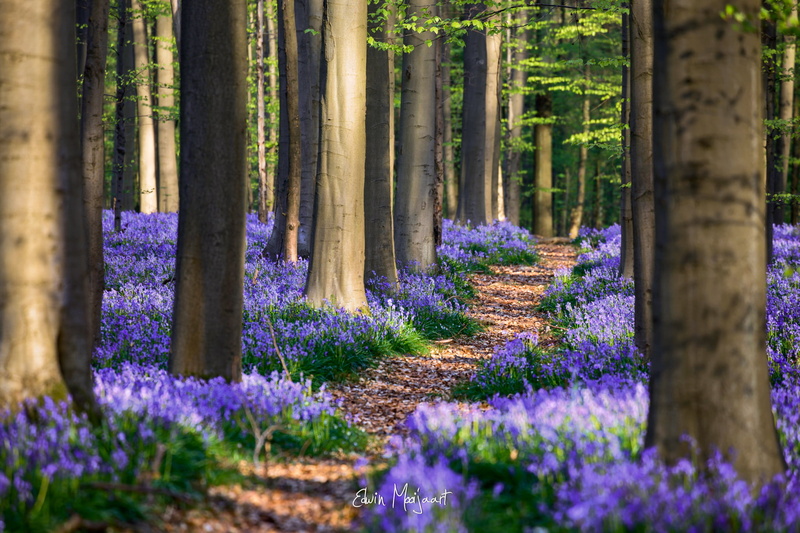 multi Colored, nature, wilderness Area, freshness, outdoors, petaled, colors, rural Scene, blossom, color Image, purple, footpath, Hyacinthoides, trunk