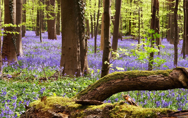wilderness Area, flower, trunk, green Color, multi Colored, growth, springtime, tranquil Scene, colors, tree, purple, trees, footpath, environment, day