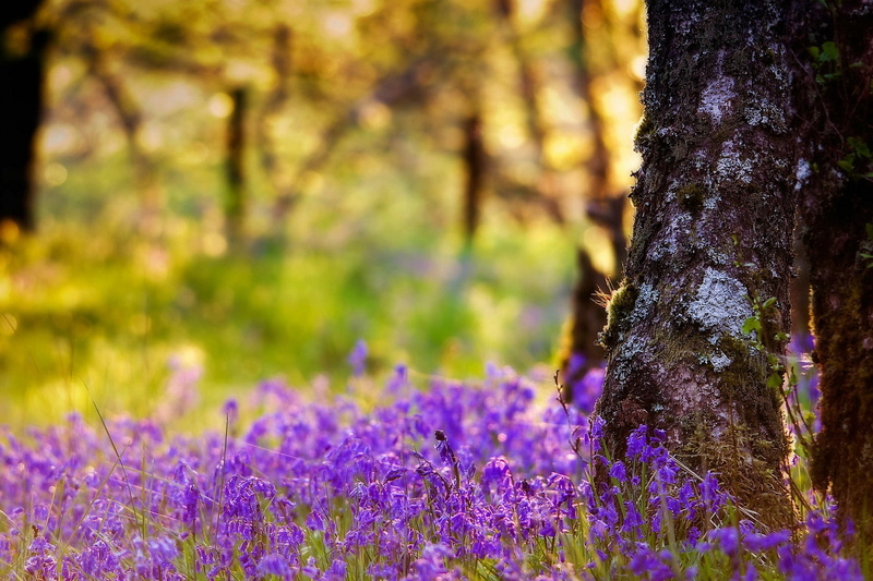 no People, flower Head, tree, rural Scene, non-Urban Scene, bright, vibrant Color, park - Man Made Space, leaf, bluebell, purple, blossom, beauty In Nature