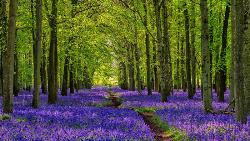 1080P, Bluebells, path, forest, nature, trees, flowers, walkway, plants