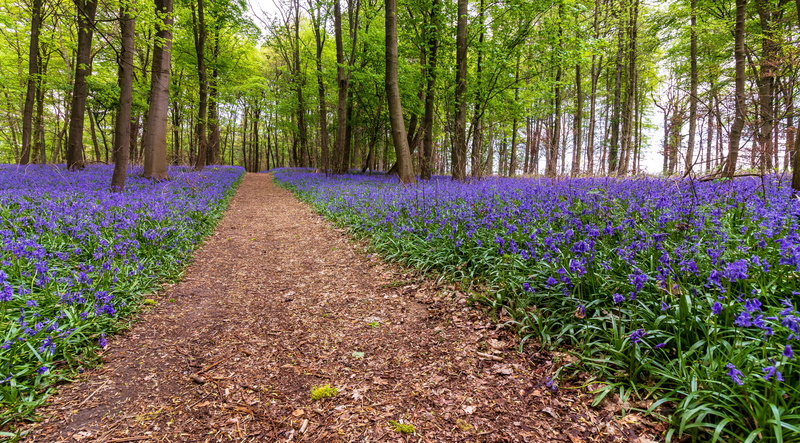 spring, beauty in nature, outdoors, land, field, plant, tree, purple, flower, tranquility, forest, flowerbed, bluebell, blue, landscape, day, 5K, freshness