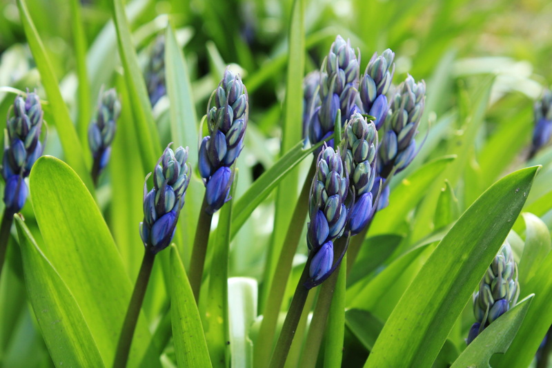 beauty in nature, blossom, flower bells, close-up, flora, flowering plant, day, blue flower, flower head, wilde hyacint, botany, spring awakening, spaanse hyacint