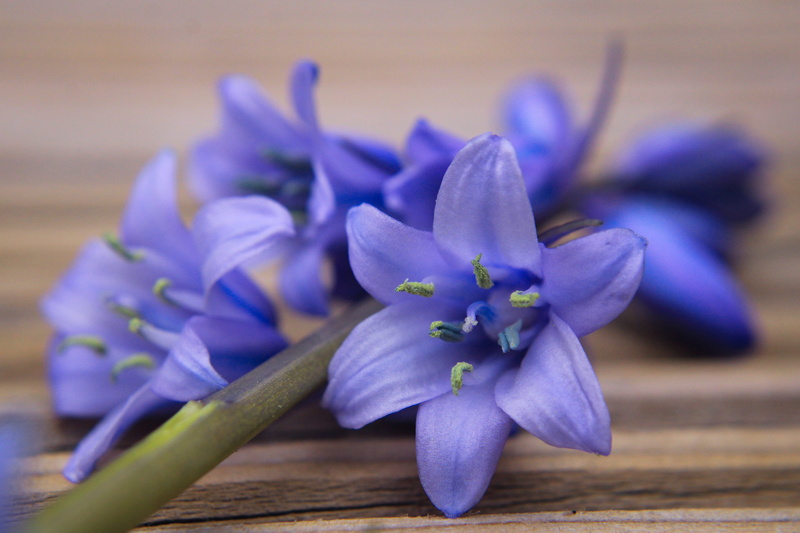blossom, inflorescence, wilde hyacint, blue flower, flowering plant, 5K, grass, tree, nature, flower head, wild plant, spaanse hyacint, flower, selective focus