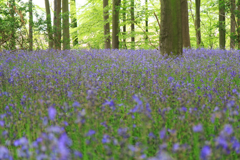 fragility, foliage, trees, growth, forest, woodland, landscape, land, Bluebells, flowerbed, day, outdoors, England, flowering plant, tranquility, flower