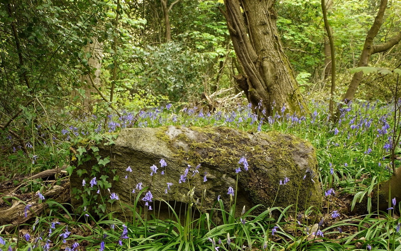 blossom, tree, purple, flowers, flower Head, forest, woodland, uncultivated, trunk, season, flowering plant, nature, backgrounds, botany, tranquil scene