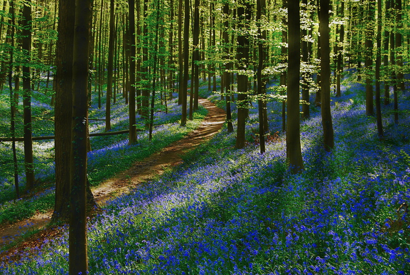 purple, idyllic, flowering plant, sun, flower, leaf, season, growth, path, tranquility, uncultivated, plant, land, non-Urban Scene, track, tree trunk, nature