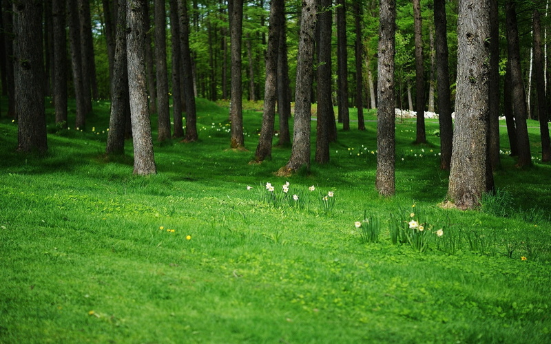 sun, growth, nature, beauty In Nature, meadow, day, idyllic, deciduous Tree, scenics, rural Scene, green, 720P, colors, park - Man Made Space, light - Natural Phenomenon