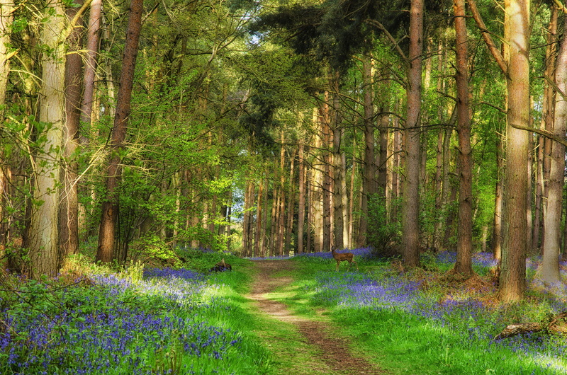 rural Scene, autumn, scenics, lush Foliage, deer, Green, scenics - nature, no People, plant, land, tranquility, tree, bluebell, environment, park - Man Made Space