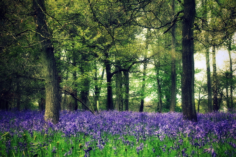 grass, flowering plant, green Color, summer, beauty In Nature, lavender, meadow, no People, scenics - nature, forest, day, park - Man Made Space, nature