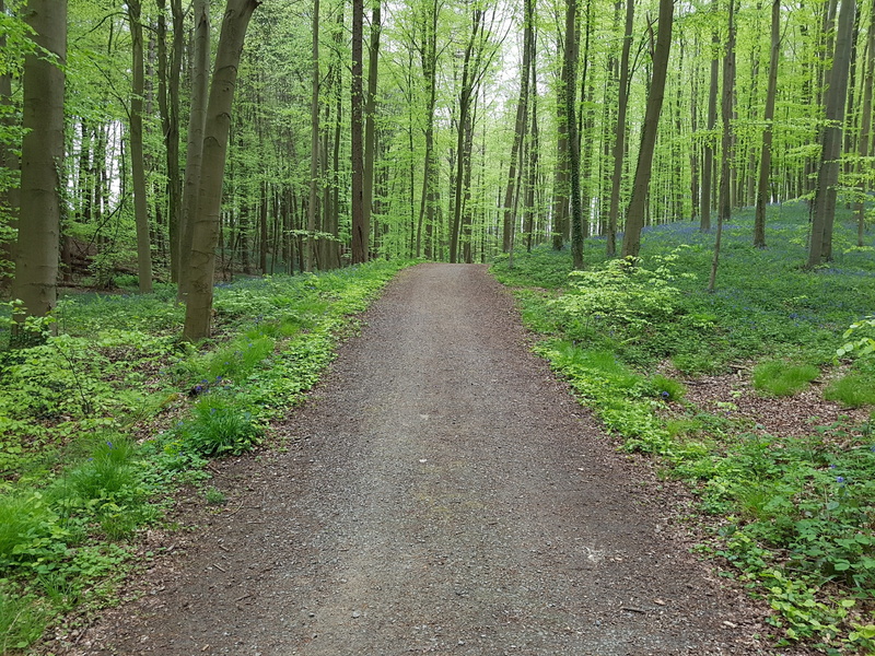 green, non-urban scene, tranquility, blossom, 2K, direction, natural, tree trunk, wood, park, transportation, tree, blue, spring, pine woodland, growth