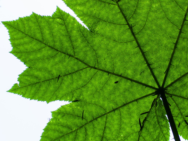 united states, light, texture, veins, leaf, sharp, nature photography, no people, growth, autumn, forest, outdoors, close-up, prick, green, flora, leaf vein