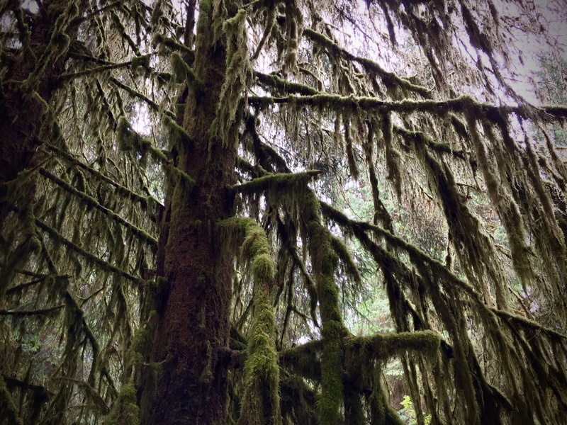forrest, natural pattern, olympic national parc, outdoors, bark, growth, plant, trees, eroded, rainforest, trunk, backgrounds, rough, nature, rock formation