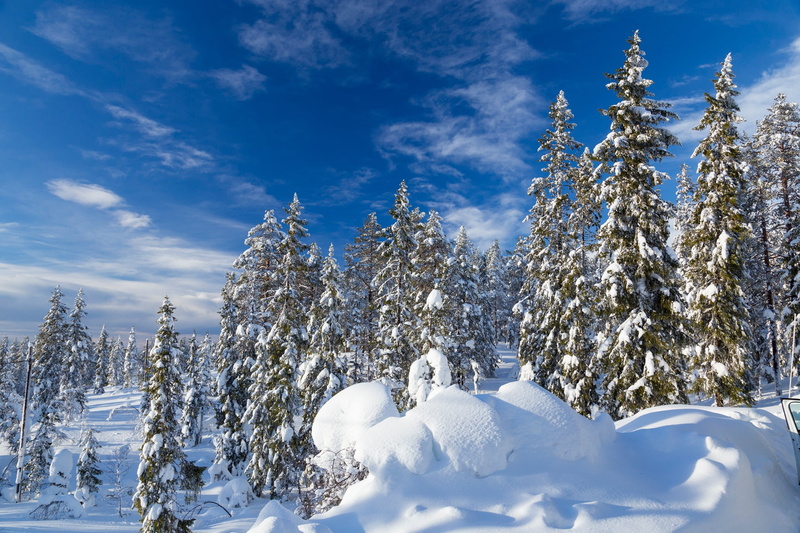 1080P, snow, the snow, Sweden, ate, forest, Selenium, Halls, the sky, winter