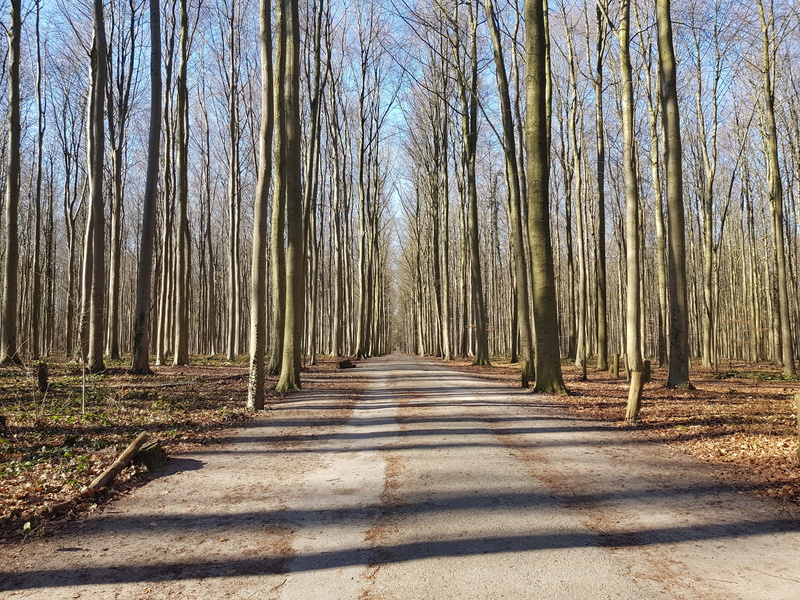 fall, growth, outdoors, brown, natural, no people, sky, scenic, beauty in nature, guidance, hall, direction, belgium, non-urban scene, foliage, dead trees