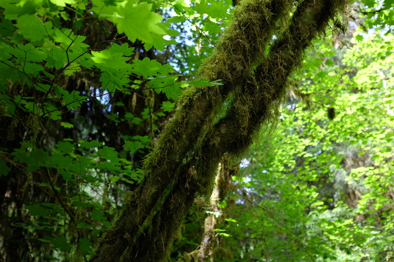 olympic national parc, rainforest, tranquility, green color, tree trunk, land, trunk, forks, woods, low angle view, plant part, tree, hall of mosses, forrest