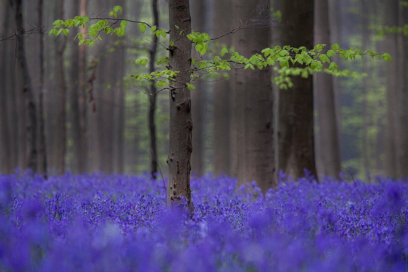 trees, land, 1080P, beauty in nature, purple, no people, coniferous tree, environment, depth of field, tree, branch, pine woodland, growth, field, lavender
