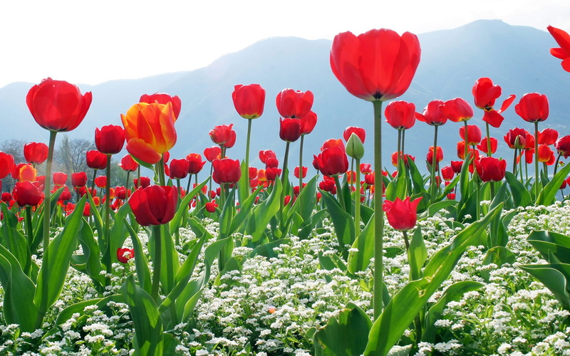 2K, best, flower, desktop,