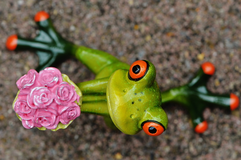 5K, sweet, freshness, knee, animal representation, focus on foreground, cute, funny, frog, day, flowers, gift, pink color, representation, macro, affection