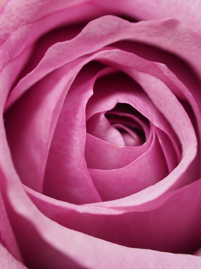 fragrant, aromatherapy, backgrounds, pastel, outdoors, inflorescence, springtime, bloom, botanical, photography, love, close-up, pink, valentine, petal