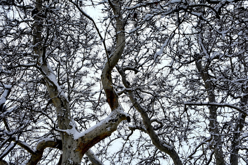 trees, branches, 5K, the sky, nature, silhouette, cold temperature, no people, day, scenics - nature, forest, beauty in nature, tree canopy, growth, full frame