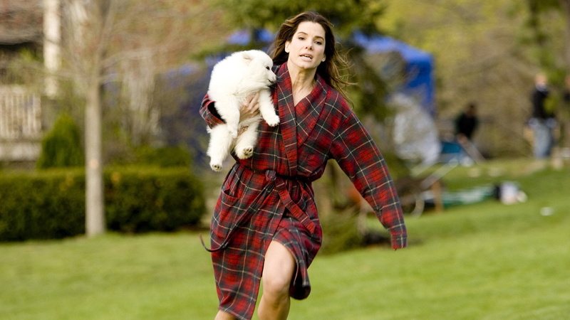pets, nature, domestic animals, Dog, emotion, Movie, hair, women, 1080P, hairstyle, adult, The Proposal, Margaret Tate, domestic, mammal, Sandra Bullock