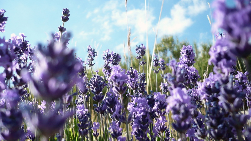 field, flowering plant, purple flowers, sky, freshness, lavender colored, no people, beauty in nature, lavender, nature, vulnerability, selective focus