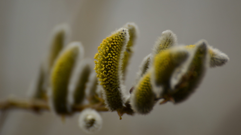 beauty in nature, spring, vulnerability, nature, growth, bud, fragility, flower head, outdoors, yves, the basis of, yellow, beginnings, close-up, flower