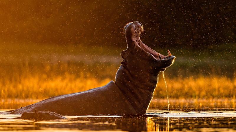 nature, one animal, sunlight, wildlife, sitting, adult, human body part, lake, 2K, water, hippos, one person, water drops, herbivorous, animal wildlife