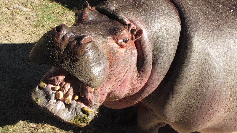 2K, animals, hippos