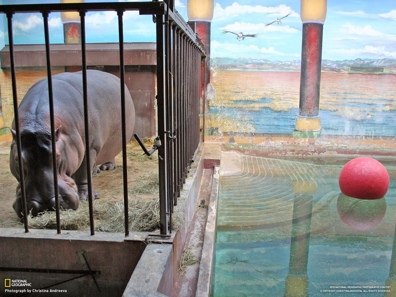 animal wildlife, boundary, 720P, no people, animals, pets, day, plant, domestic animals, mammal, vertebrate, nature, herbivorous, cages, architecture