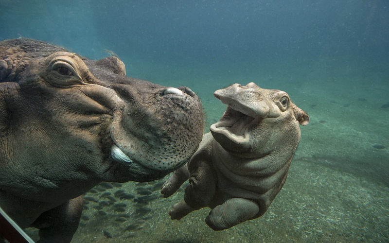 zoo, nature, hippos, water, 1080P