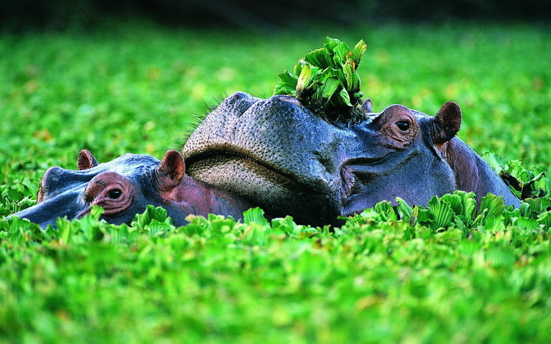 two, grass, animals, 1080P, hippo, plants