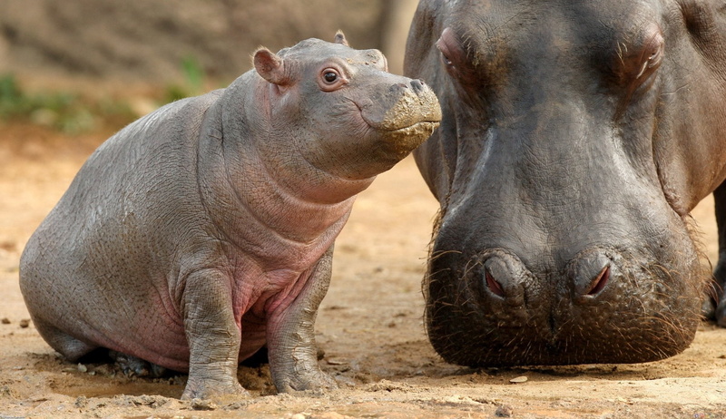 nature, no people, rhinoceros, animal wildlife, day, outdoors, animal themes, herbivorous, mammal, hippopotamus, vertebrate, Animal, conflict, animals in the wild