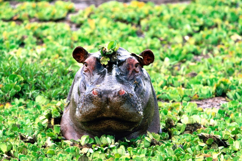 1080P, Hippo, Animal