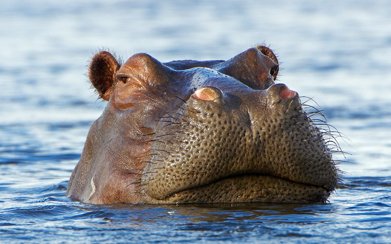 Animal, Hippo, 1080P