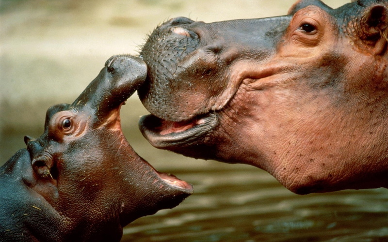 family, hippo, 1080P