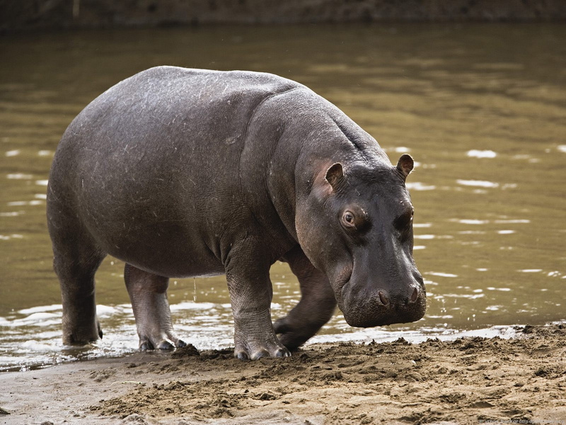 720P, hippopotamus, hippo