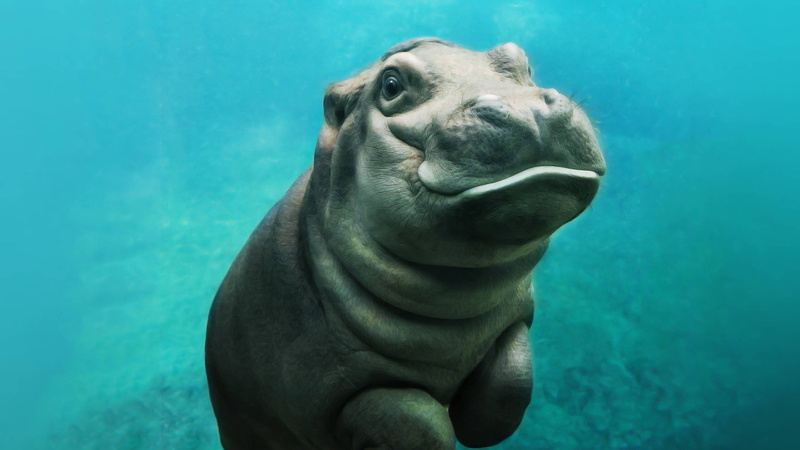 animals, hippos, mammals, 2K, baby animals