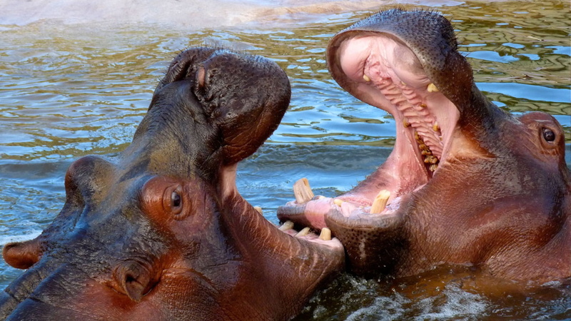 animal mouth, hippopotamus, hippo, lake, animal themes, mouth, swimming, africa, mouth open, 1080P, day, no people, animals in the wild, animal wildlife