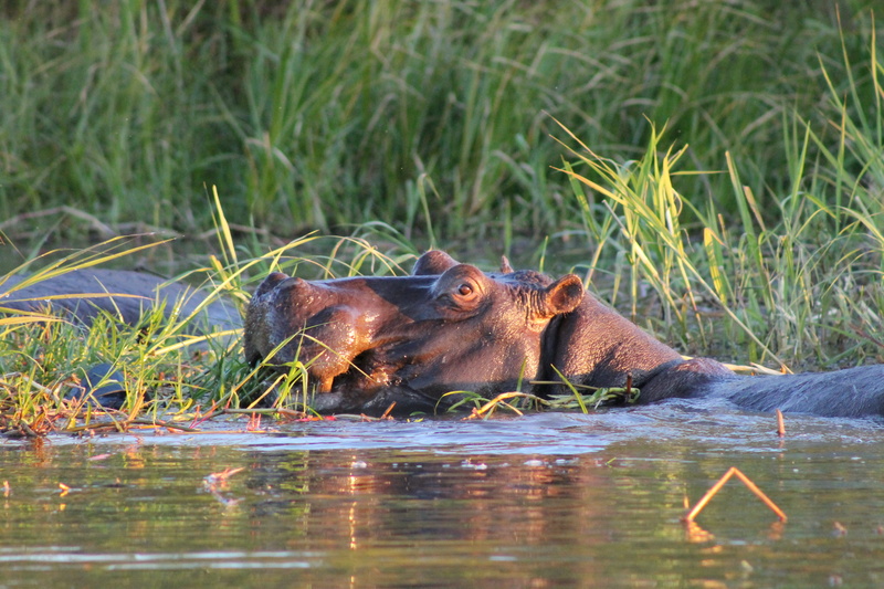 day, swamp, animal wildlife, lake, two animals, 4K, animal themes, animals in the wild, africa, outdoors, group of animals, plant, hippopotamus, animal