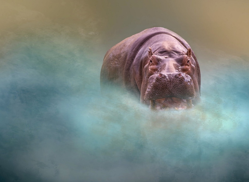 Wildlife, 1080P, Animal, Hippo