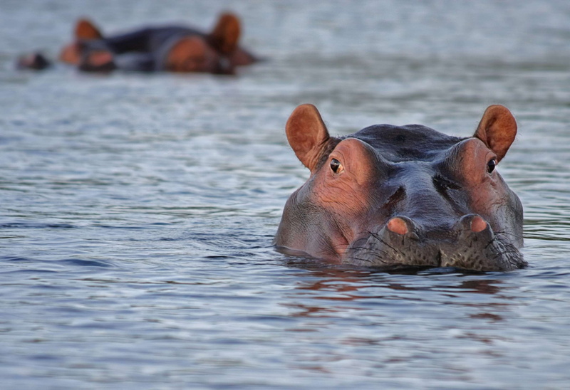 vertebrate, hippos, waterfront, sea, macro, outdoors, swimming, animal themes, mammal, nature, 2K, animal, one animal, safari, no people, hippopotamus