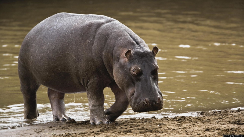 Animal, 1080P, Hippo