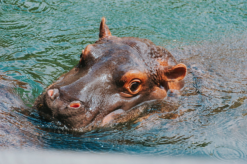 Animal, Hippo, Wildlife, 1080P