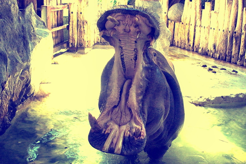 hippo, animals, 1080P, mouth, tooth