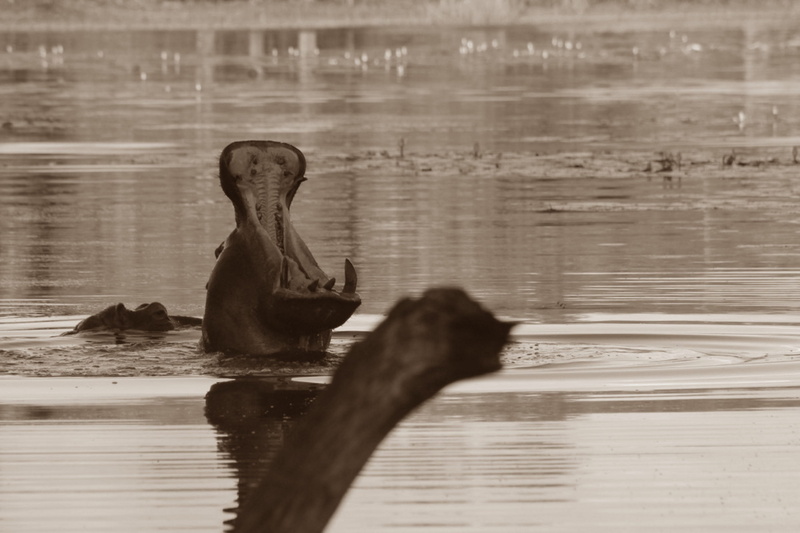 swimming, animal, wildlife, nature, mouth open, 2K, water, focus on foreground, vertebrate, animal themes, animal wildlife, wood - material, sepia, wild