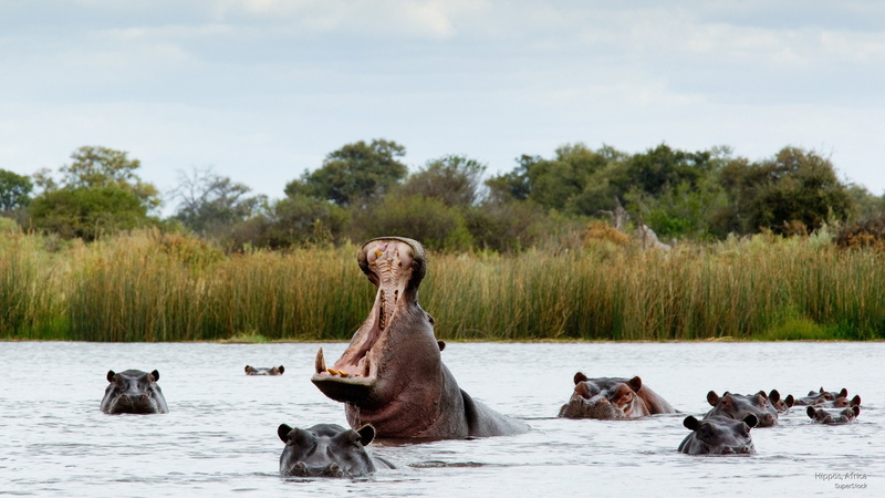 africa, 2K, Animals, hippos