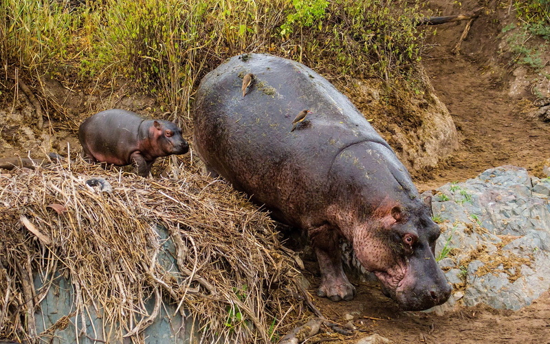 domestic animals, no people, mammal, vertebrate, animal family, animals in the wild, animal wildlife, animal, two animals, day, hippo, outdoors, hippopotamus