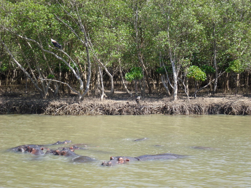 habitat, river, hippo, animals, ecology, hippopotamus, ecosystem, 1080P